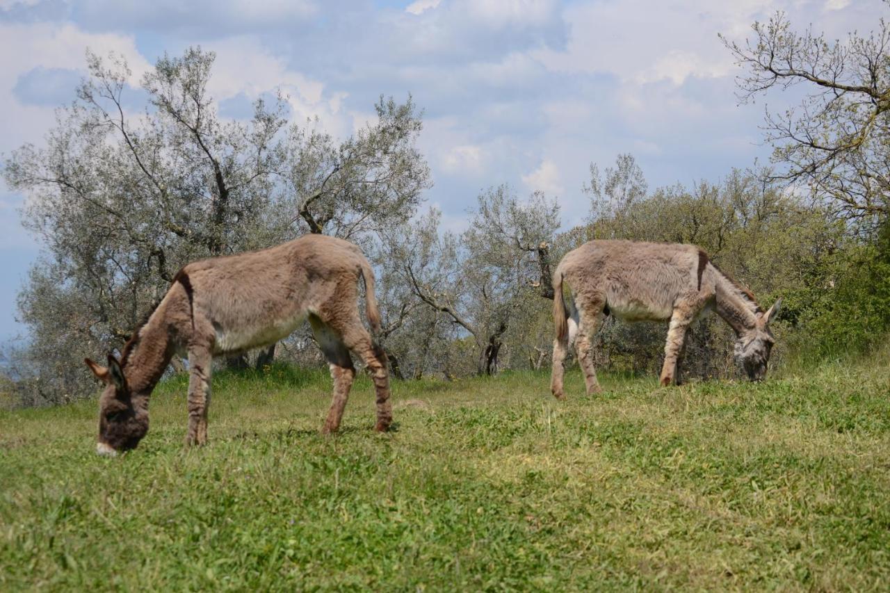 Agriturismo La Lampada Di Atena Vetralla Eksteriør bilde